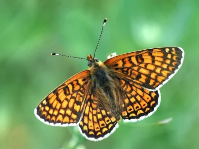 Melitaea cinxia