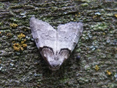 Nola (Nola) cucullatella