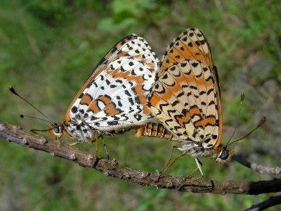 Melitaea didyma