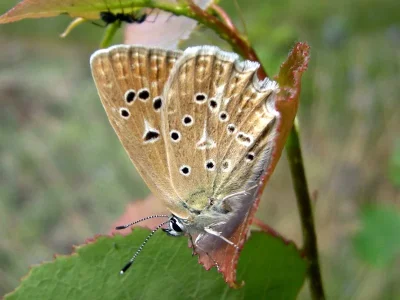 Polyommatus (Meleageria) daphnis