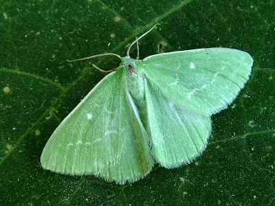 Thetidia (Antonechloris) smaragdaria