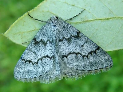 Pseudoterpna coronillaria