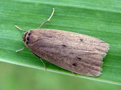 Pelosia obtusa