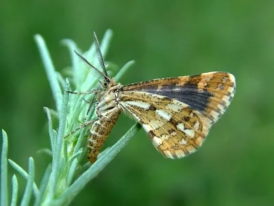 Narraga fasciolaria