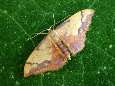 Idaea ostrinaria