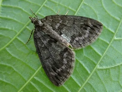 Hydriomena impluviata