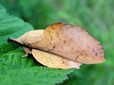 Gastropacha (Stenophylloides) populifolia