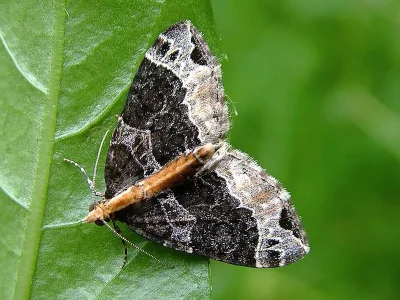 Ecliptopera capitata