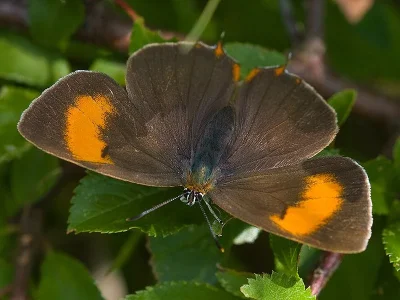 Thecla betulae