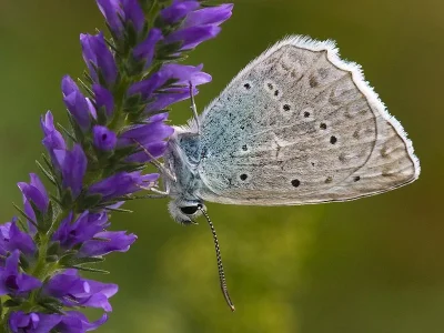 Polyommatus (Meleageria) daphnis