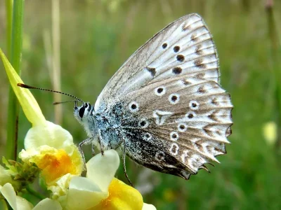 Polyommatus (Meleageria) daphnis