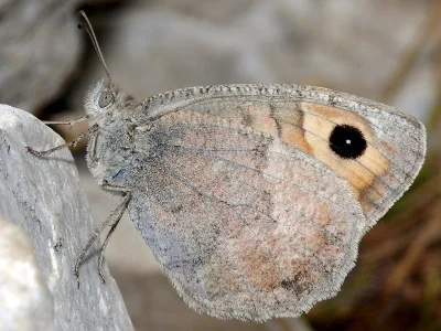 Pseudochazara graeca