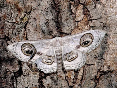 Problepsis ocellata