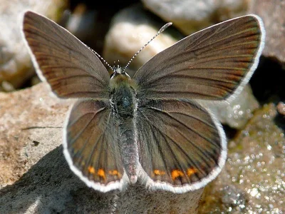 Kretania eurypilus