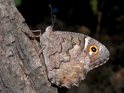 Hipparchia (Neohipparchia) fatua