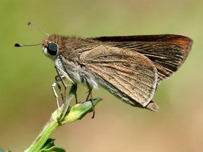 Gegenes pumilio
