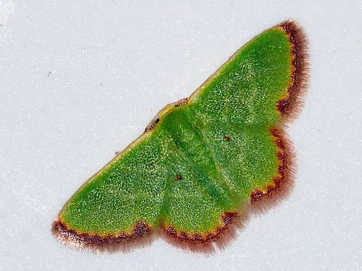Eucrostes indigenata