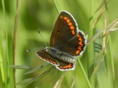 Aricia (Aricia) agestis