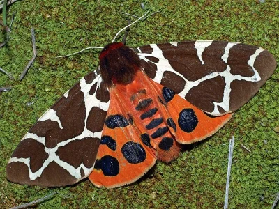 Arctia caja