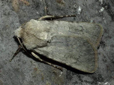 Euxoa (Euxoa) decora
