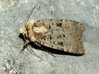 Chersotis multangula