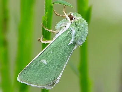 Calamia tridens