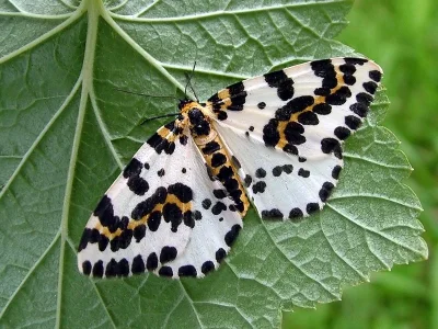 Abraxas (Abraxas) grossulariata