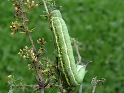 Macroglossum stellatarum