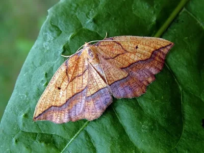 Epione repandaria