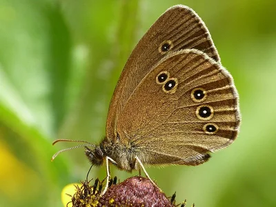 Aphantopus hyperantus