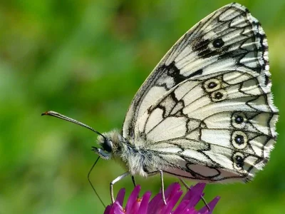 Melanargia (Melanargia) galathea