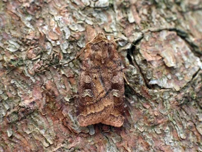 Diarsia rubi