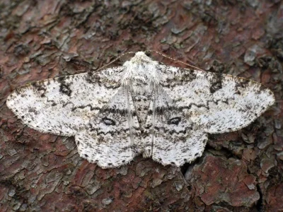 Ascotis selenaria
