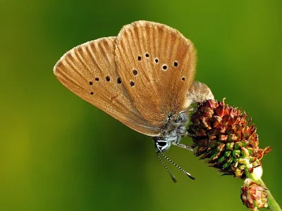 Phengaris nausithous