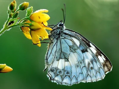 Melanargia (Melanargia) galathea