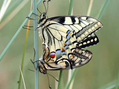 Papilio (Papilio) machaon