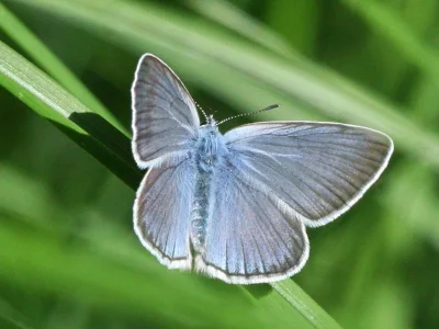 Polyommatus (Plebicula) amandus