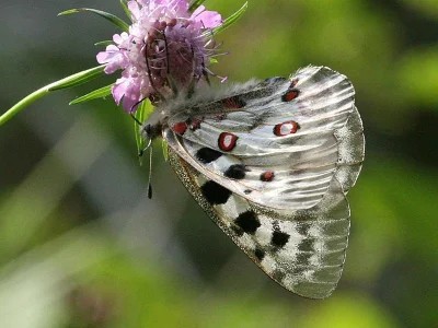 Parnassius (Parnassius) apollo