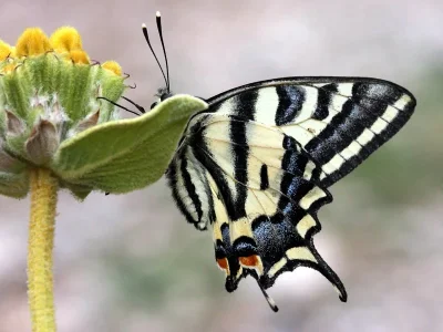 Papilio (Papilio) alexanor