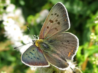Lycaena (Heodes) tityrus