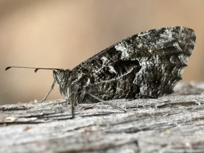 Hipparchia (Parahipparchia) senthes