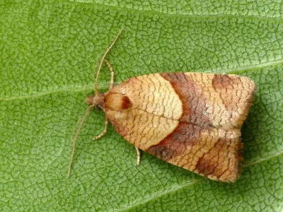 Philedone gerningana