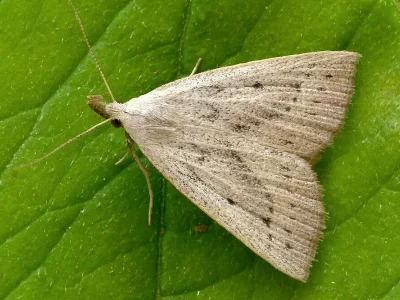 Macrochilo cribrumalis
