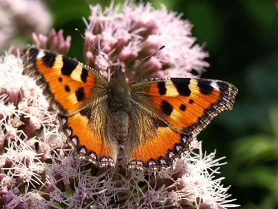 Aglais urticae