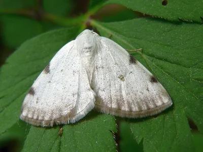 Lomographa bimaculata