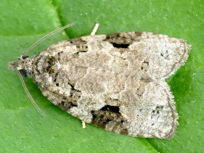 Apotomis infida