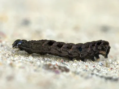 Axylia putris