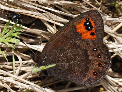 Erebia palarica