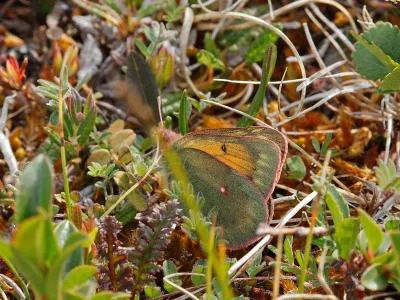 Colias hecla