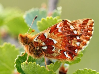 Boloria (Boloria) aquilonaris